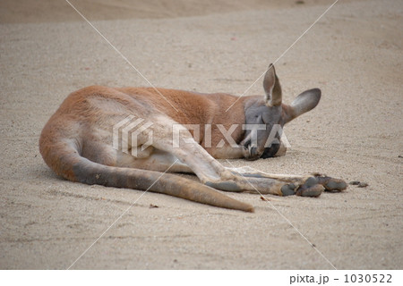 カンガルーのお昼寝 カンガルーのお昼寝 1030522