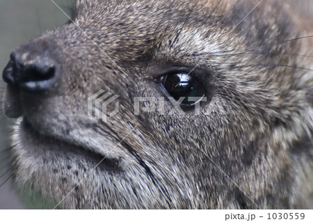 ハイラックス 1030559