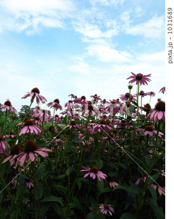 青空を仰ぐムラサキバレンギク（エキナセア） 1031689