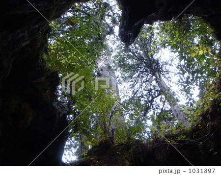 自然のハート 1031897