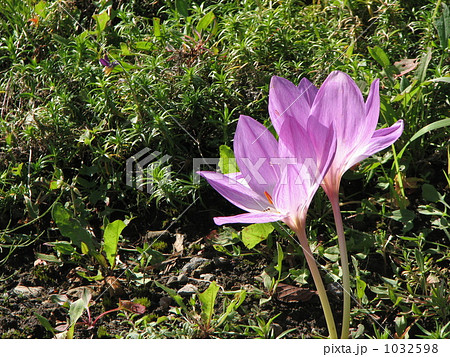 コルチカム 1032598