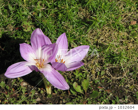 コルチカム 1032604