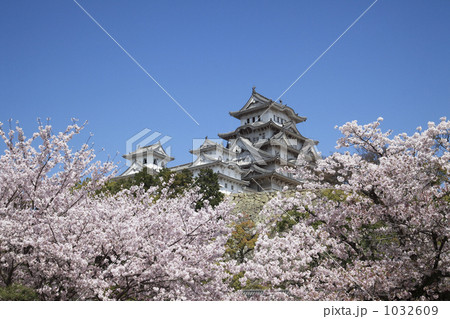 姫路城と桜 1032609