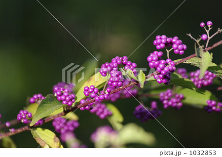ムラサキシキブの実 1032853