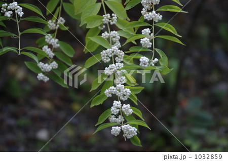 シロシキブ シロシキブ 1032859