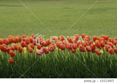 チューリップ畑 1032865