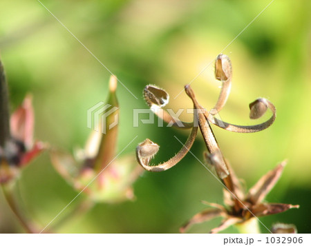 ゲンノショウコ 1032906