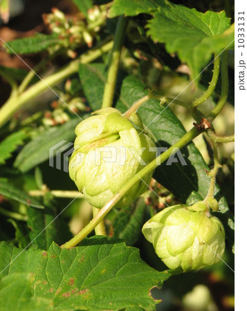 カラハナソウ(ホップ) カラハナソウ(ホップ) 1033131