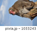 「俺はボスだ」。ボス猿の貫禄 1033243