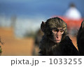 水遊びをしてずぶ濡れの小猿 1033255