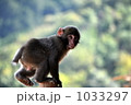 ジャンプ前に振り返る小猿。 1033297