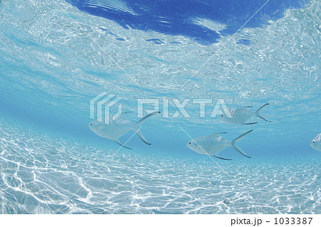 モルディブの浅瀬を泳ぐコバンアジ 1033387