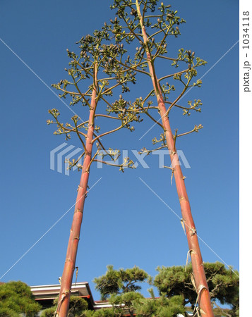 寄り添う2本の木 寄り添う2本の木 1034118