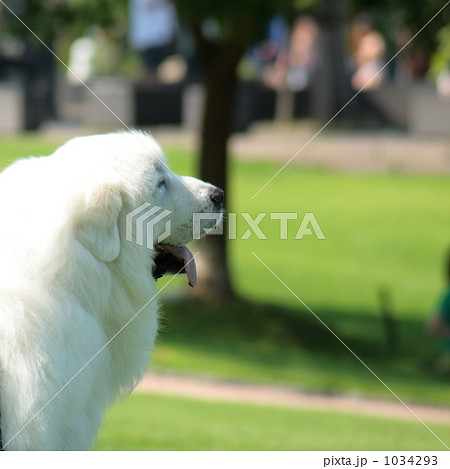 あっかんべ~ あっかんべ~ 1034293