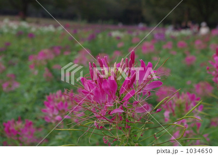 花魁花 1034650
