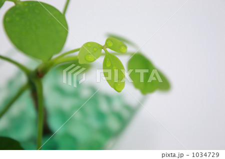 観葉植物 新芽アップ 1034729