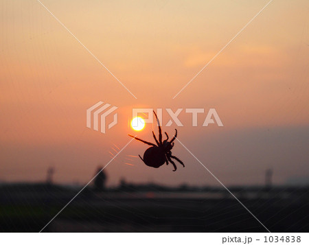 夕日に浮かぶ蜘蛛 1034838