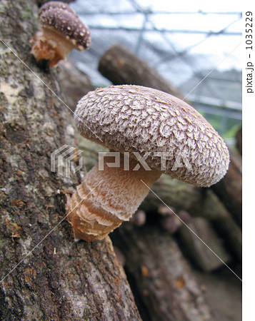 原木しいたけ栽培 原木しいたけ栽培 1035229