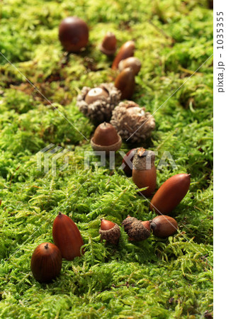 ドングリ学校の秋の遠足 ドングリ学校の秋の遠足 1035355