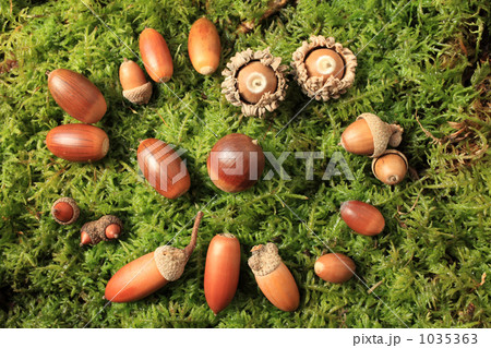 ドングリの集会所 1035363