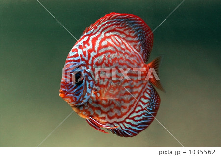 ディスカス ディスカス 1035562