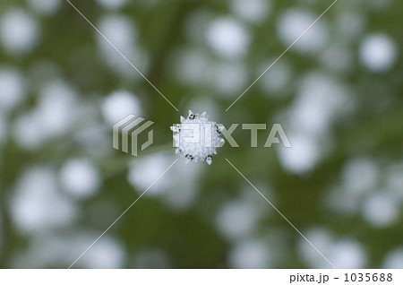 シラタマホシクサ１ 1035688