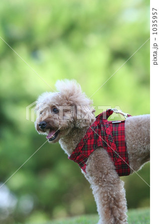 トイプーと新緑 1035957