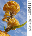 鶏頭 1036114