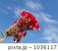 鶏頭 1036117