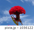 鶏頭 1036122