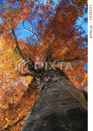 紅葉するブナの巨樹 紅葉するブナの巨樹 1036321