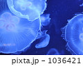 海中のクラゲ 海中のクラゲ 1036421