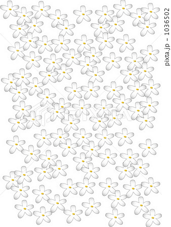 ジャスミン ジャスミン 1036502