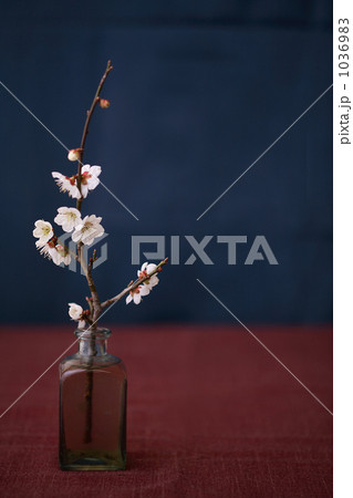 梅の華 1036983