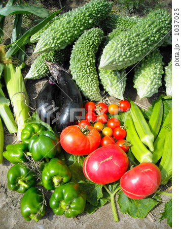 初秋の野菜の収穫2 初秋の野菜の収穫2 1037025