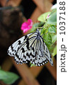 揚羽蝶 1037188