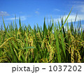 稲穂 1037202