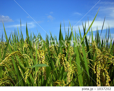 稲穂 1037202