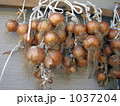 玉葱 1037204