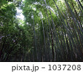 竹林 1037208