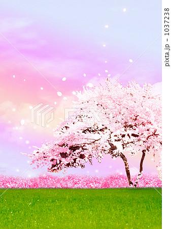 桜の絵のイラスト素材