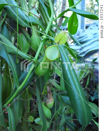 ヒョウタンウツボカズラ 1037241