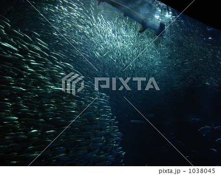 捕食者からの逃避 捕食者からの逃避 1038045