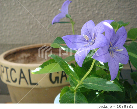 ベランダの桔梗 1039335