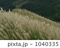 曽爾高原のススキ 1040335