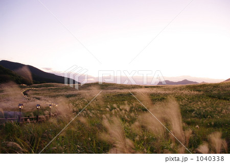 曽爾高原のススキ、黄金色 1040338