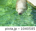 のんびりするアザラシ 1040585