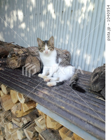 小春日の過ごし方 小春日の過ごし方 1040954