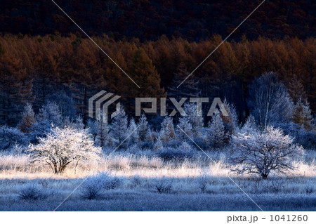 晩秋の日光小田代ヶ原 晩秋の日光小田代ヶ原 1041260