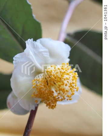 清楚な茶花 清楚な茶花 1041361